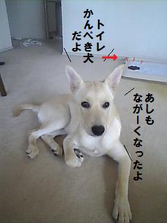 かんぺき犬.jpg